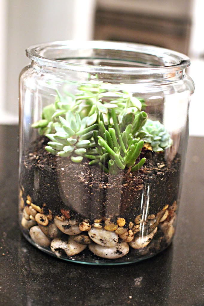 Spruce up either your home either indoors or outdoors with these Easy DIY Succulent Planters you can make on a frugal budget.