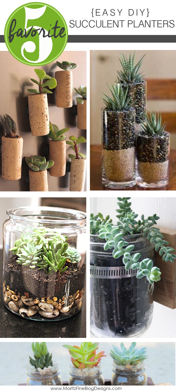 Spruce up either your home either indoors or outdoors with these Easy DIY Succulent Planters you can make on a frugal budget.