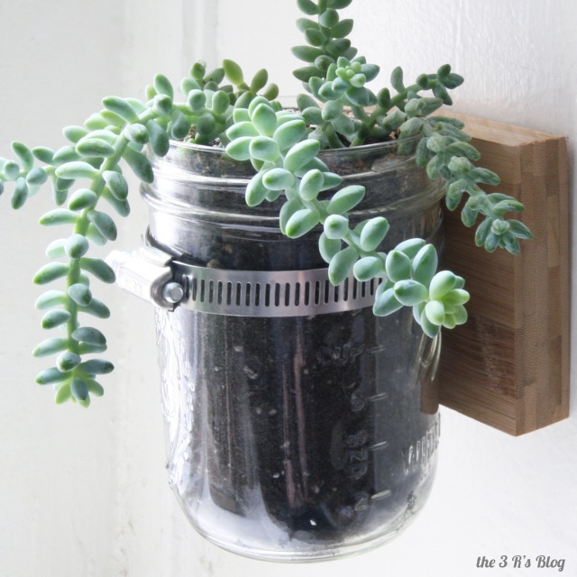 Spruce up either your home either indoors or outdoors with these Easy DIY Succulent Planters you can make on a frugal budget.